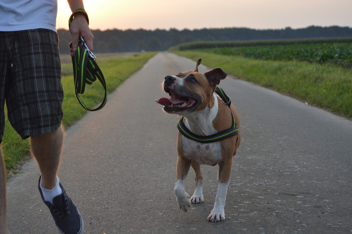 Walking your dog