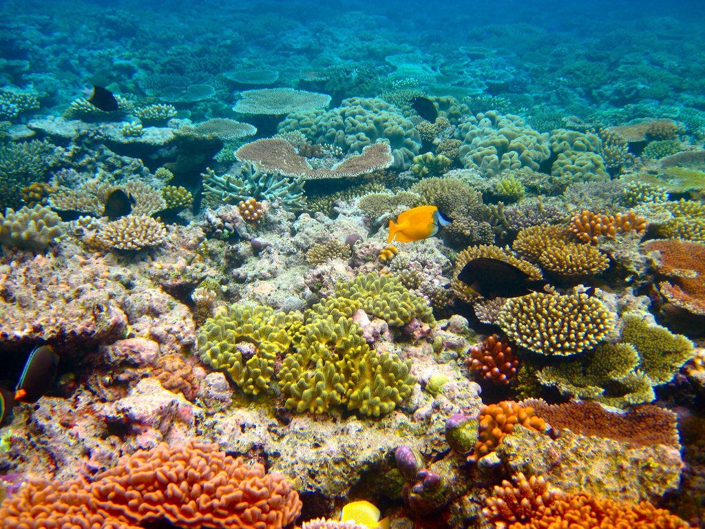 Great Barrier Reef Australia