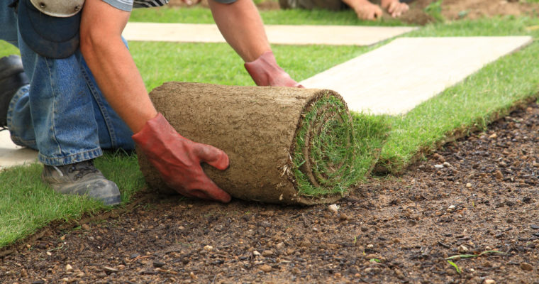 Everything You Need to Know About Selecting Lawn Suppliers