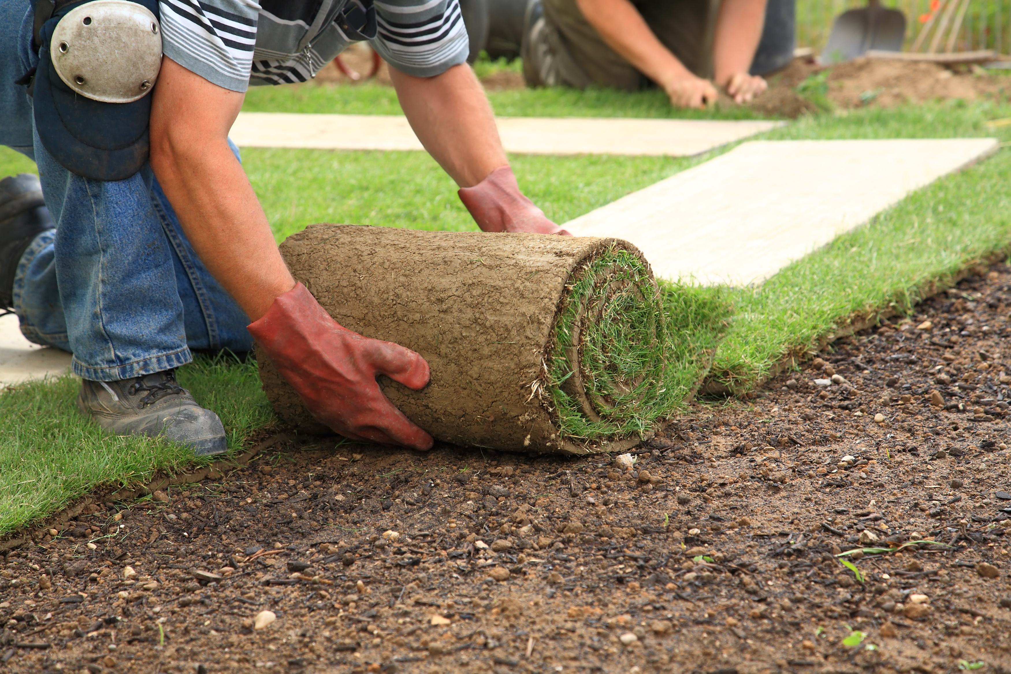 Everything You Need to Know About Selecting Lawn Suppliers