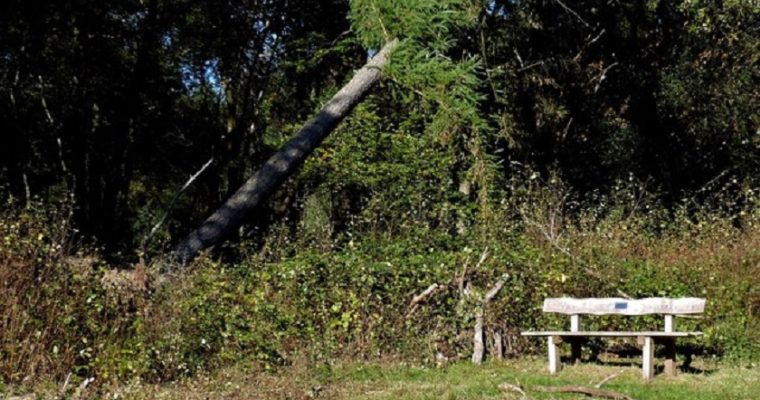 Are Your Trees in Danger of Falling?