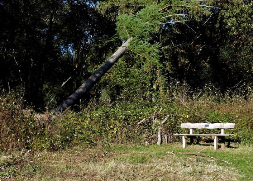 Are Your Trees in Danger of Falling?