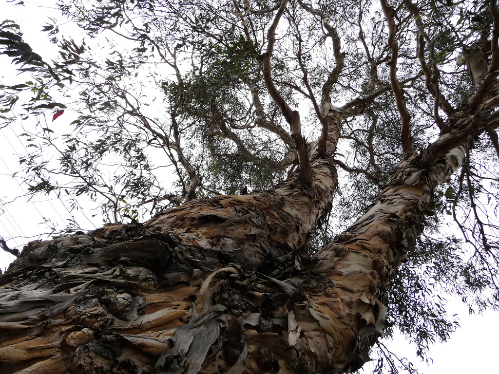 Trees with Multiple Trunks