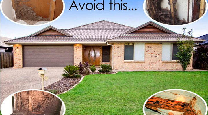 Termite Control – Best Way to Protect Your House
