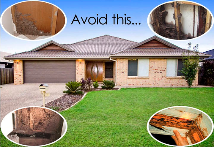 Termite Control – Best Way to Protect Your House