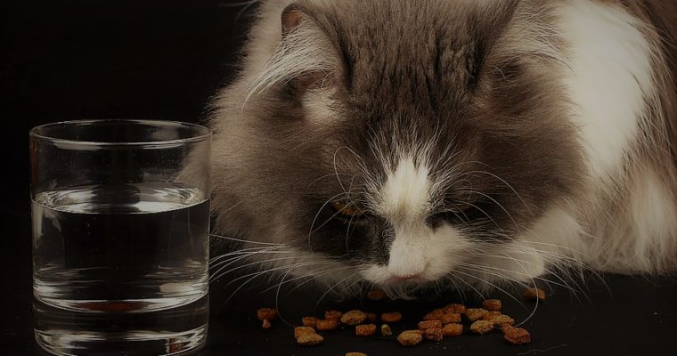 What are the Cat Foods Available Online for our Feline?