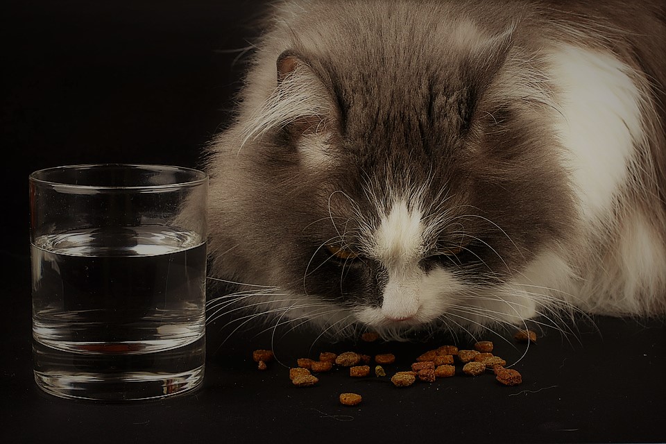 What are the Cat Foods Available Online for our Feline?