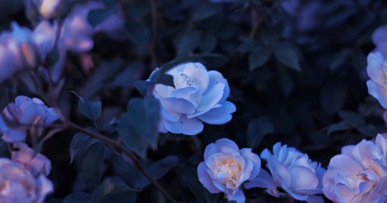 Best Flowers for Cutting & Displaying in Your Home
