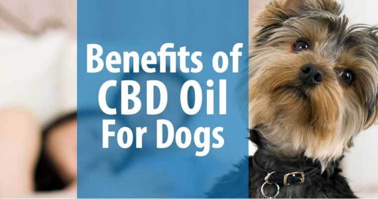 Benefits of Hemp CBD Oil for Dogs, Cats, Horses & Other Pets