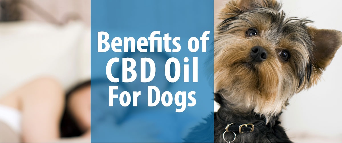 Benefits of Hemp CBD Oil for Dogs, Cats, Horses & Other Pets