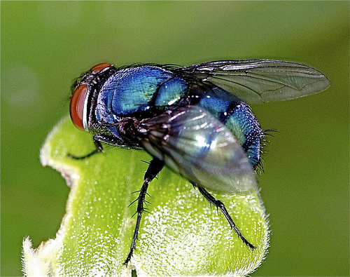 The Common House Fly