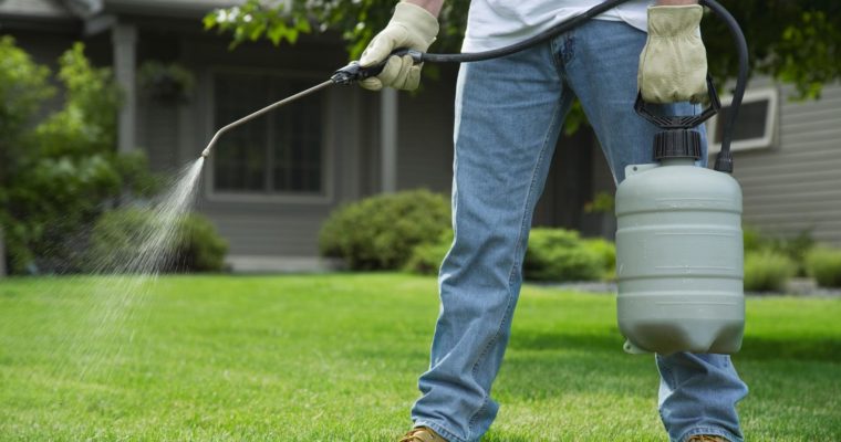 Useful Tips for Your Garden Pest Control