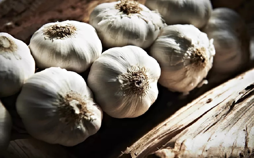 Garlic