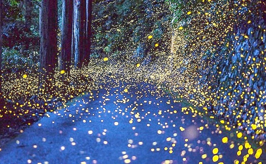 Fireflies of Johor