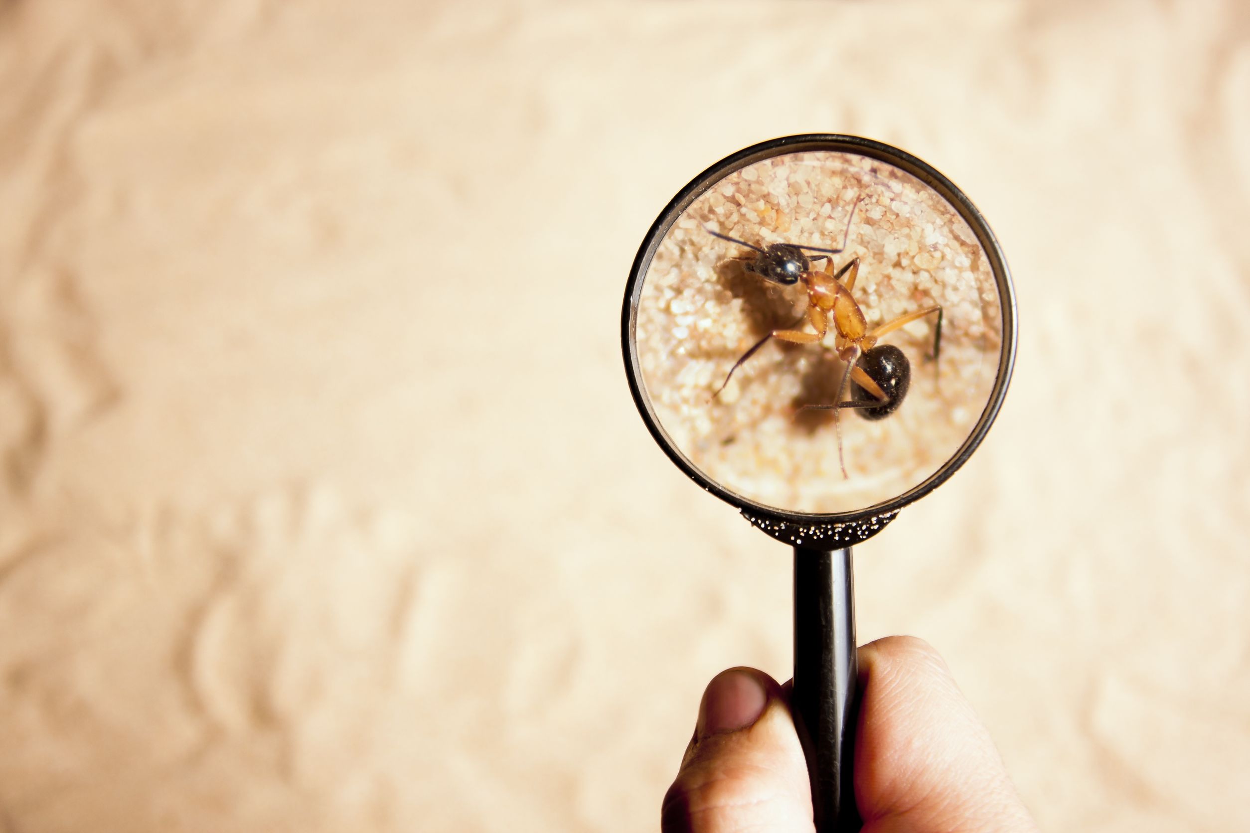 5 Natural Ingredients Which Act As a Rescue To Get Rid Off Termites