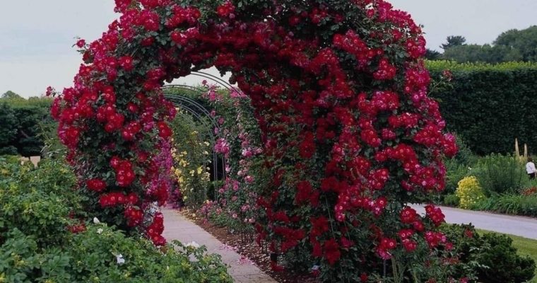 Plants Which Look Best on Garden Arches