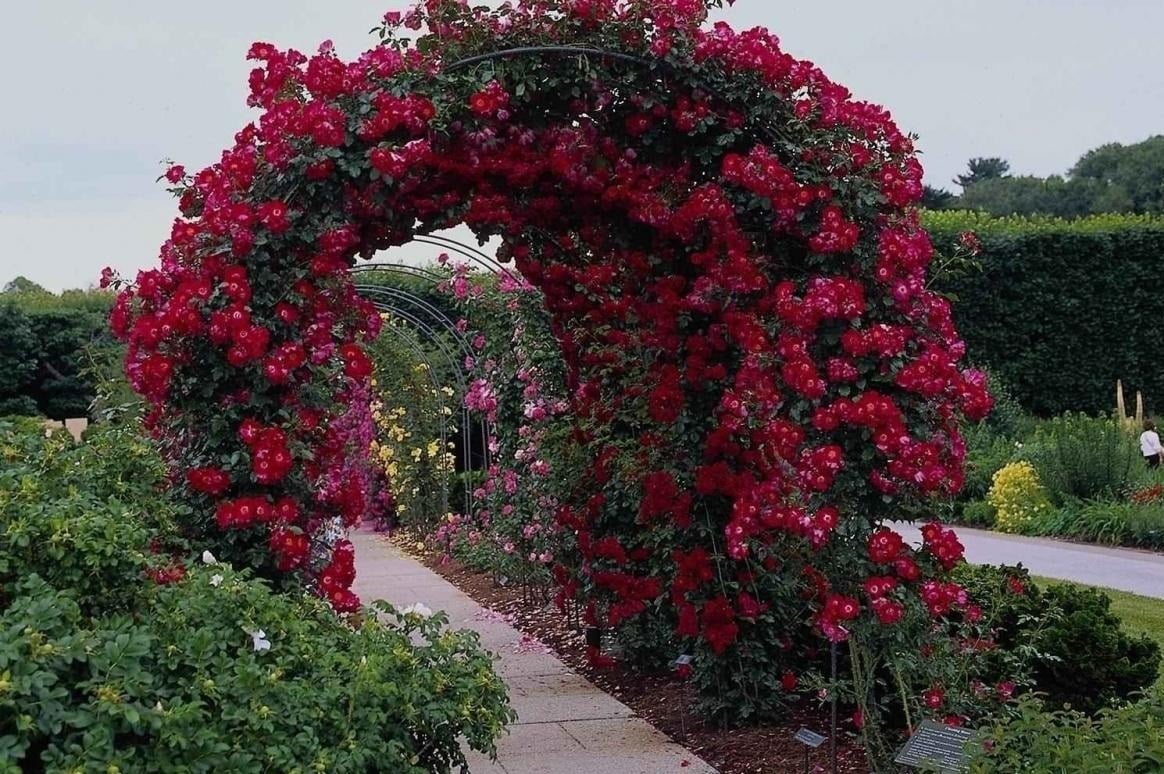 Plants Which Look Best on Garden Arches