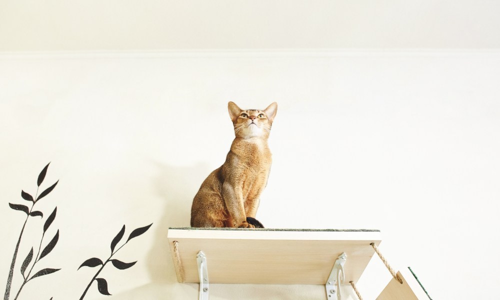Cat Climbing Ideas Shelves Condos, Cat Shelves And Perches