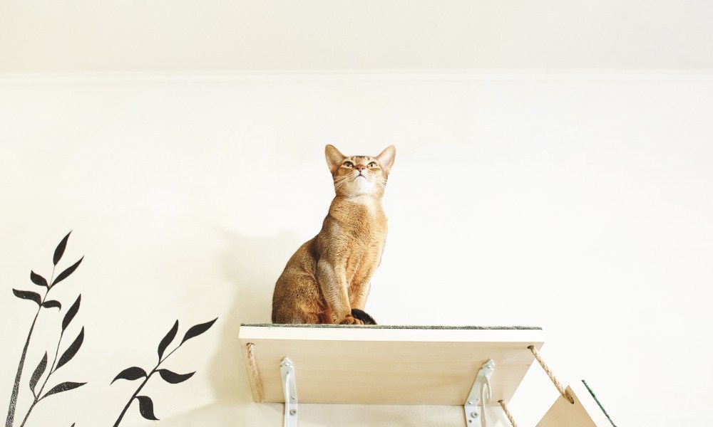 Cat Climbing Ideas: Cat Shelves, Condos, Trees & Perches