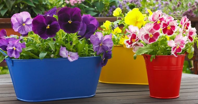 Garden Pots and Their Varieties