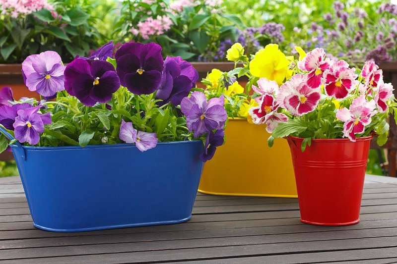 Garden Pots and Their Varieties