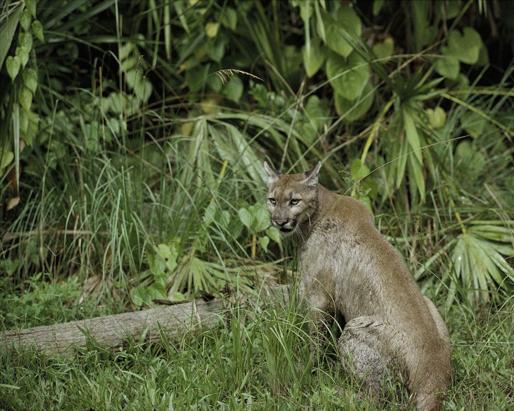 Wildlife in Florida