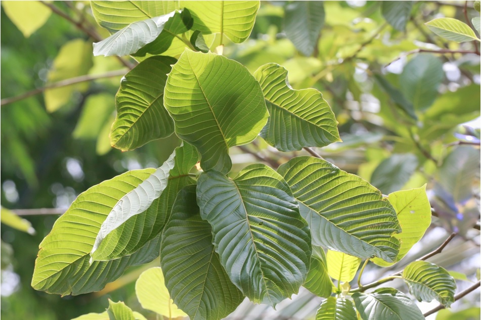 Different Veins of Kratom