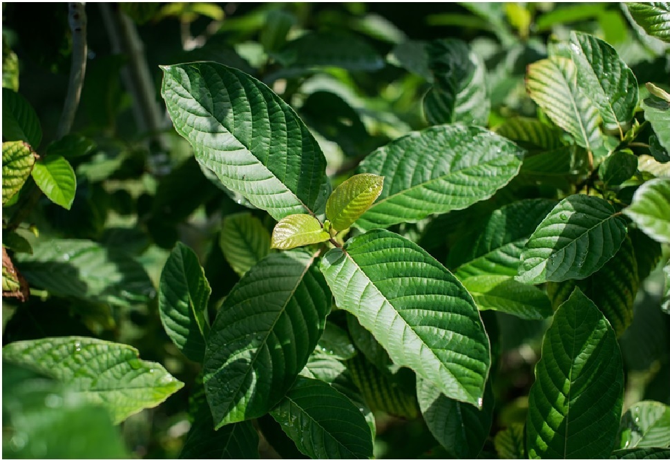 Facts to Know About Kratom