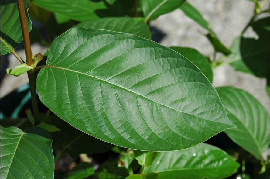 green vein leaves