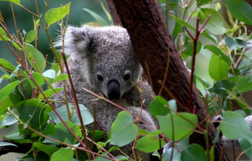 Currumbin Wildlife Sanctuary