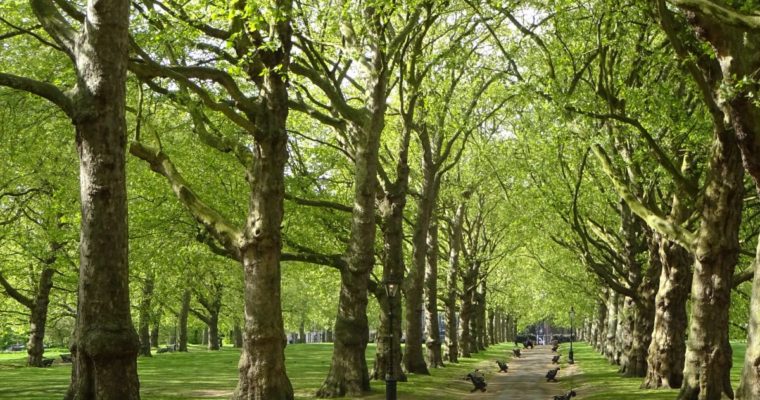 Trees and the Health Problems They Can Help Prevent