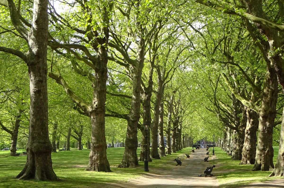 Trees and the Health Problems They Can Help Prevent