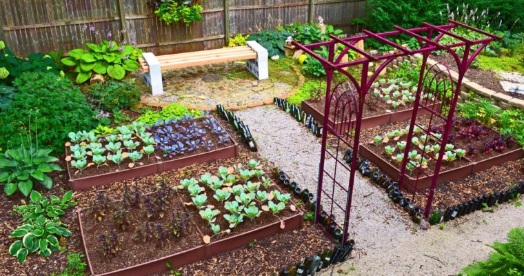 Excellent Ways to Grow Vegetables During Winter
