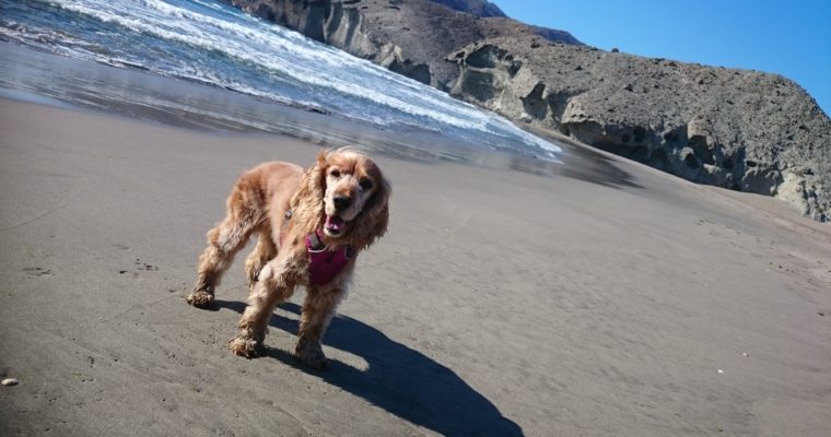 7 Tips to Travel Sustainably with your Dog