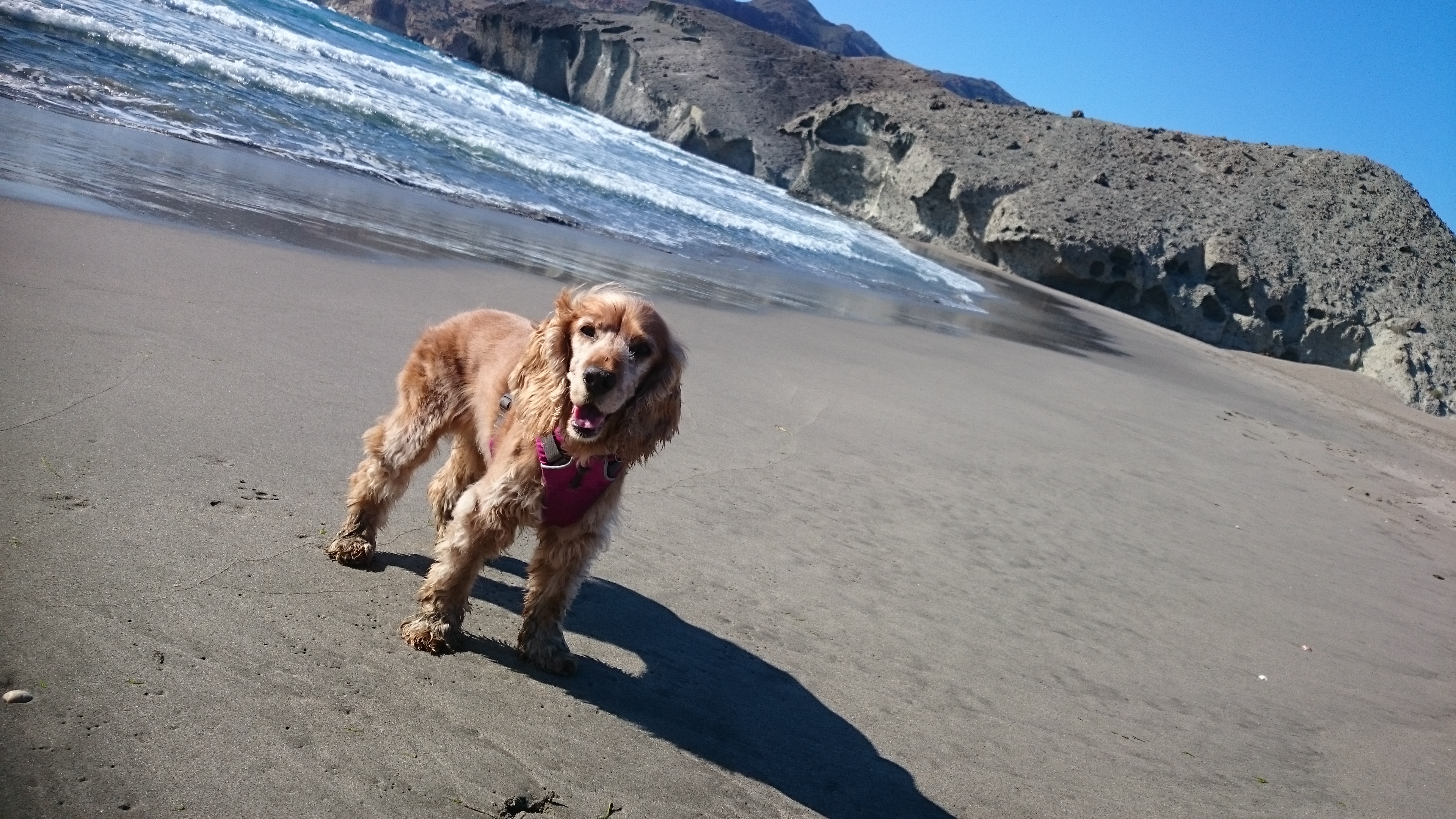 7 Tips to Travel Sustainably with your Dog