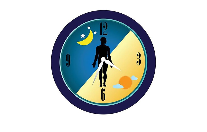 circadian clock