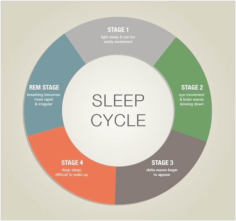 sleeping cycle