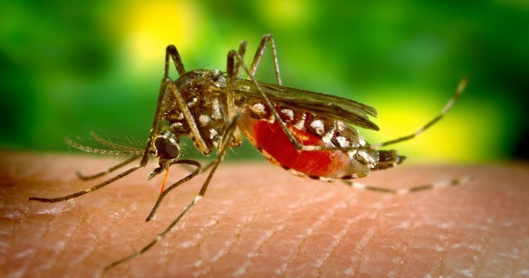 7 Natural Mosquito Repellents & Alternative Ways to Keep Them Away