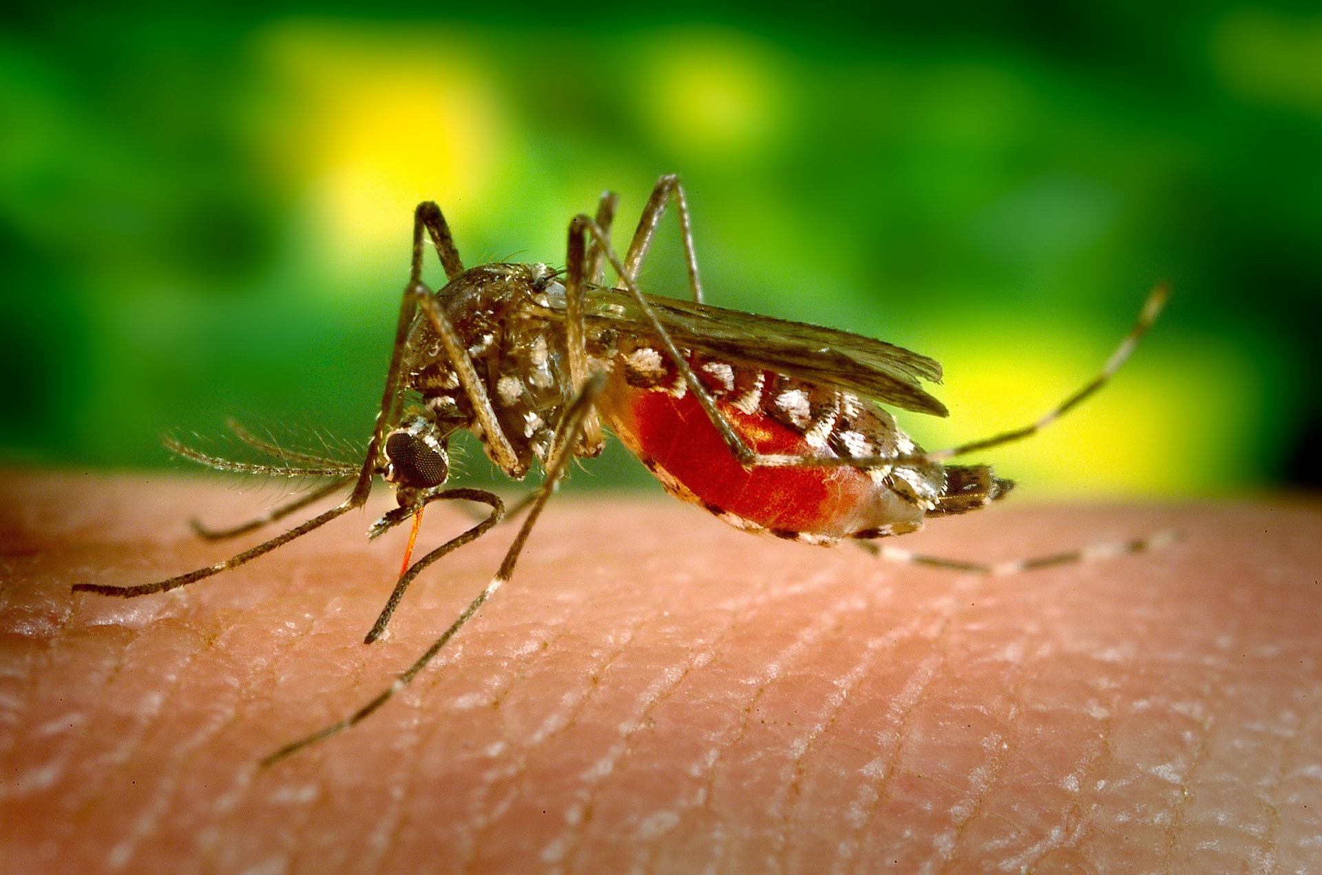 7 Natural Mosquito Repellents & Alternative Ways to Keep Them Away