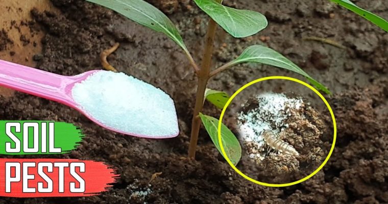 How to Control Garden Pests Organically?