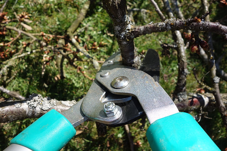 Steps to prune the branches