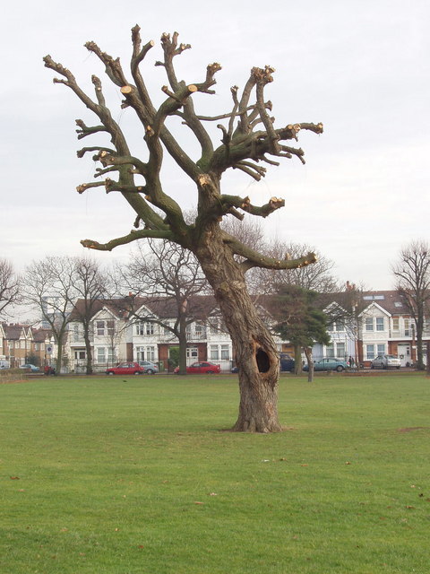 trees have V shape