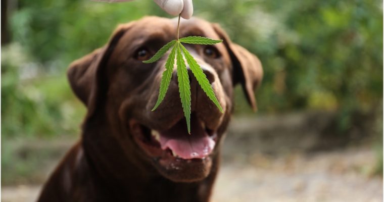 How to Find the Best CBD Product for Your Pets?