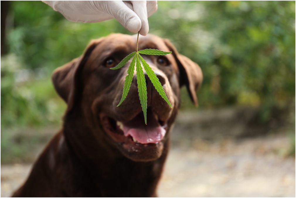 How to Find the Best CBD Product for Your Pets?