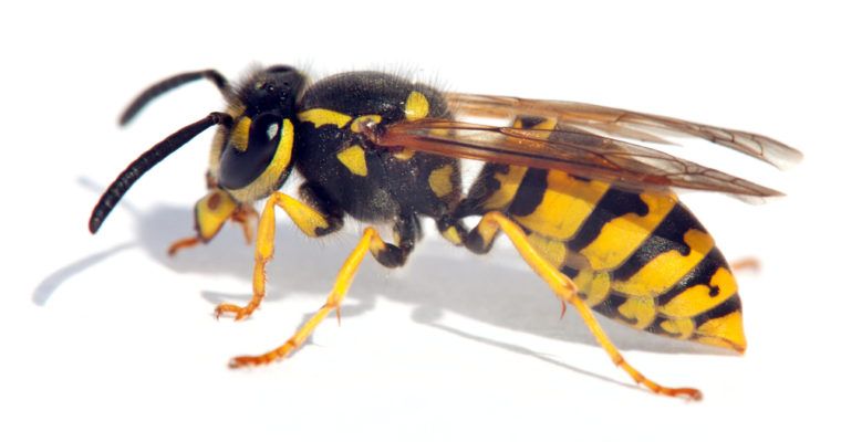 What are Wasps and How to Protect Yourself from Getting Stung by Them?