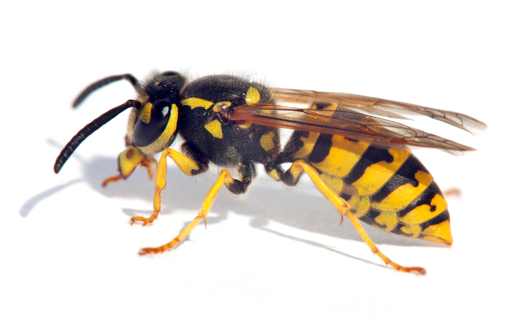 What are Wasps and How to Protect Yourself from Getting Stung by Them?