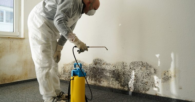 4 Tips For Finding Mold Removal Services in Los Angeles