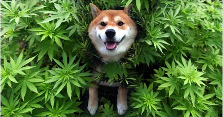 The Goods and Bads of CBD Oil For Pets