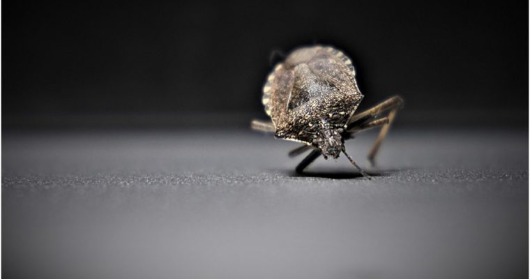 Understanding Bed Bugs And How To Kill Them