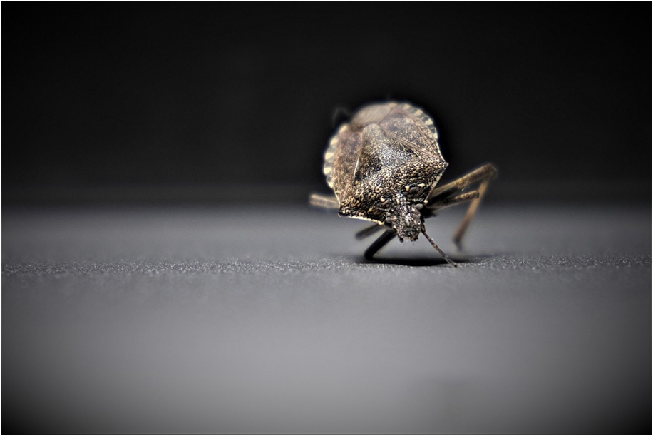 Understanding Bed Bugs And How To Kill Them